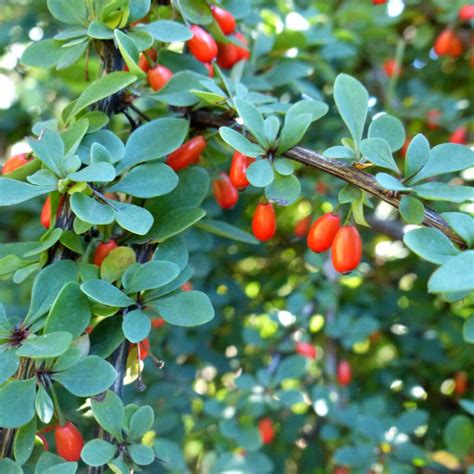 burberry tree|photos of barberry bushes.